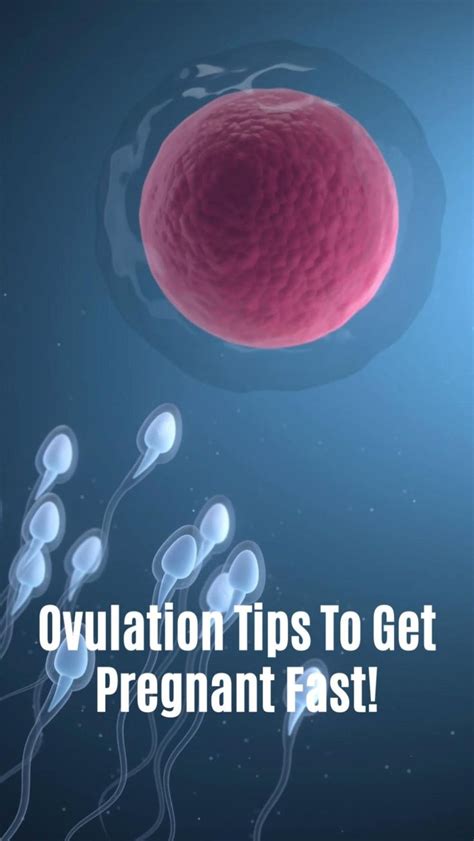 the ovulation tips to get pregnant super fast