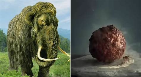 Scientists Have Recreated Mammoth Meatballs But They Are Afraid To Eat