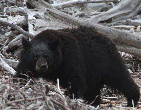 Newfoundland Black Bear Bear Conservation
