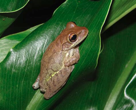 Cuban Tree Frogs Becoming A Problem In Acadiana