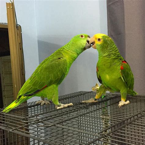 Amazon Parrot Double Yellow Headed Amazon Parrot For Sale Birds For