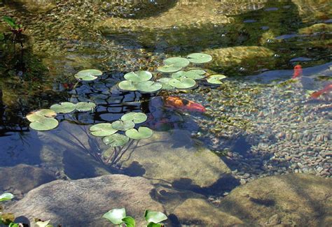 What is the minimum size for a pond? 13 Reasons Why You Should Build A Pond In Your Garden ...