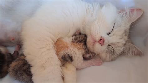 The Mother Cat Hugs Her Kitten Very Sweetly She Loves Her Kittens So Much YouTube