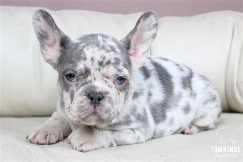 Lilac Merle French Bulldog Tomkings Kennel