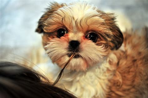 Parts 2 establishing a healthy routine 3 feeding and grooming your puppy go to source adopting or purchasing a new shih tzu puppy is an alluring and exciting prospect. Shih Tzu Puppies For Sale | San Diego, CA #328581