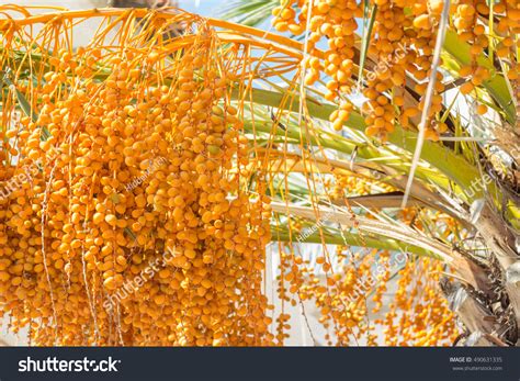 Closeup Palm Tree Orange Berries Dates Stock Photo 490631335 Shutterstock