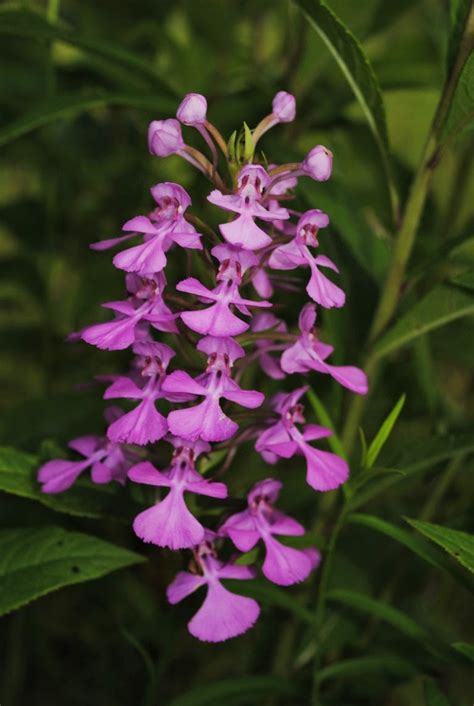 West Virginia Native Wildflowers The Big Year 2013 Amazing Orchids In