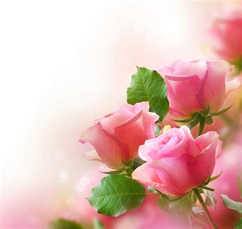 Cute Pink Roses Background Gallery Yopriceville High Quality Free