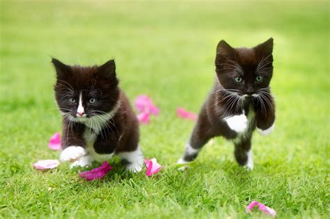 26 Tuxedo Cats Wallpapers Wallpapersafari