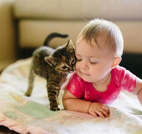Baby And Kitten Animals For Kids Animals And Pets Baby Animals Cute
