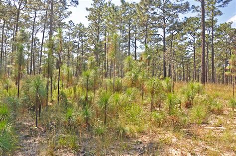 Longleaf Pine Forest Stock Image C0284750 Science Photo Library
