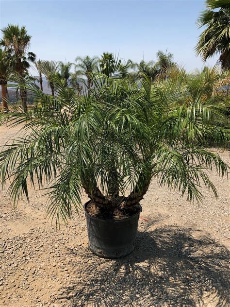 Gregory Palm Farms Pygmy Date Palms With Triple Trunks Come And