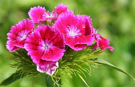 Claveles Dianthus Barbatus Flowers Carnations