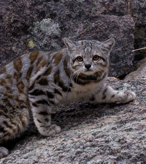 In 2002, an andean cat and kitten were sighted in a reserve in san juan province, argentina, which extended their known distribution south by 500 kilometers. Diário de Campo: Em busca de Jacobo; um gato andino que ...