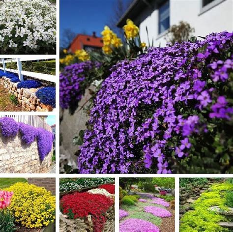 Use as a groundcover on slopes or between stepping stones and pavers. Pin on buy