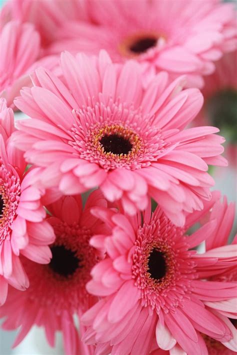 Gerberas, also known as gerbera daisies or gerbera jamesonii originate from south africa and are available in various sizes vibrant bright colours. Tabulous Design: Grab Some Gerberas