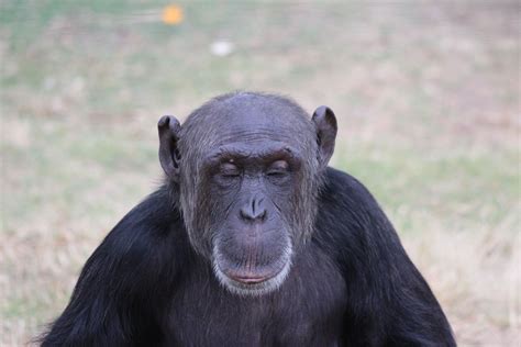 If I cant see them.. They cant see me. | Chimp, Chimpanzee, Animals