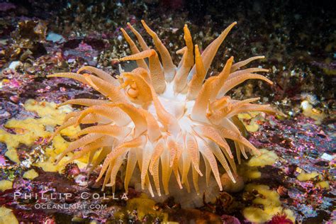 Beautiful Sea Anemone On Rocky Reef British Columbia Canada