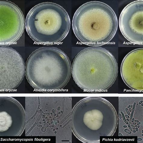 The Filamentous Fungi And Yeasts Isolated From Various Nuruk Samples