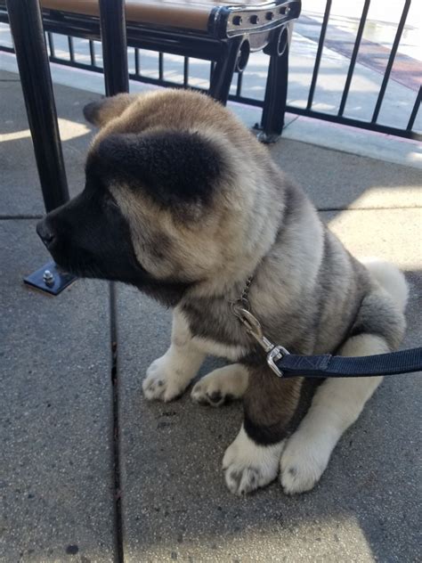 > community events for sale gigs housing jobs resumes services. Akita For Sale in Orange County (16) | Petzlover