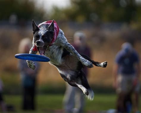 Psbattle Dog Catching Frisbee Dog Frisbee Dog Pictures Your Dog