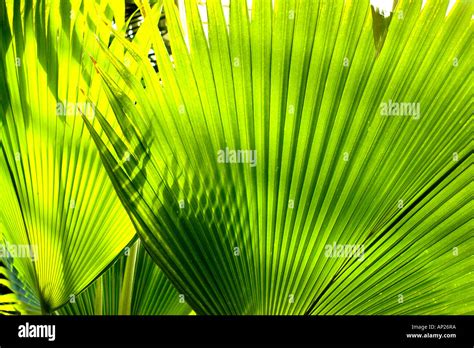Palm Leaf Backlit By The Morning Sun Stock Photo Alamy