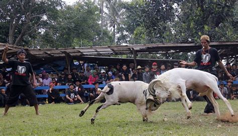 Melihat Adu Domba Kesenian Sunda Ratusan Tahun Silam Foto