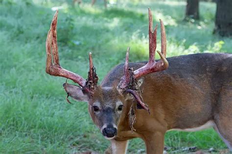 When Do Deer Shed Their Antlers Answered World Deer