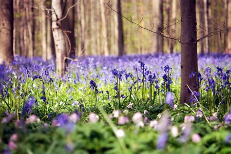 Crocuses Field Flower Forest Nature Photo Purple Tree Wallpapers