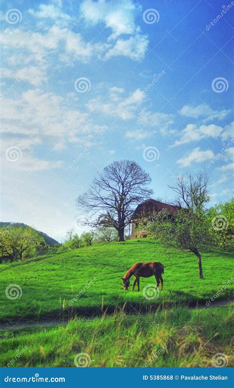 Horse In Countryside Scene Stock Photo Image Of Agriculture 5385868