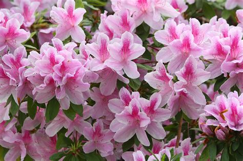 Azalea Blooms Free Stock Photo Public Domain Pictures