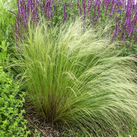 Mexican Feather Grass Seed Stipa Tenuissima Ornamental Grass Seeds