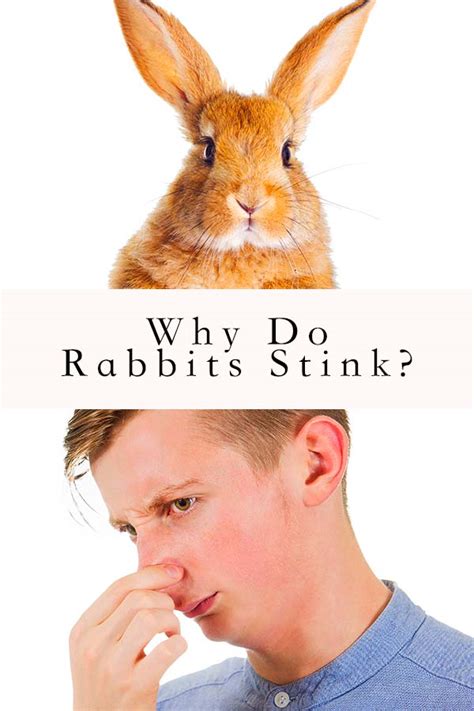 Why Do Rabbits Stink Controlling And Identifying Bunny Smells Rabbits Cage