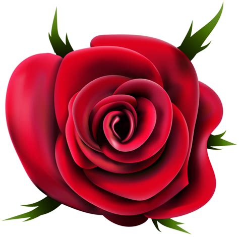 To created add 99 pieces, transparent rose images of your project files with the background cleaned. Rose PNG