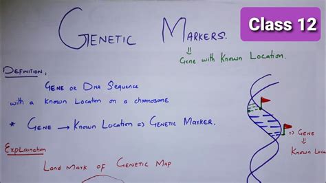 Genetic Markers Genetic Markers Detailed Lecture Genetic Markers Class YouTube