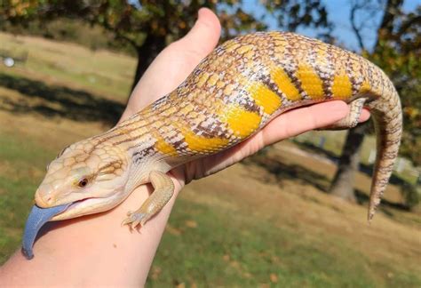 10 Unique Blue Tongue Skink Morphs That Will Leave You Speechless