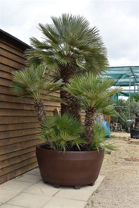 Potted 12ft Trachycarpus Fortunei Palm Tree Olive Grove Oundle