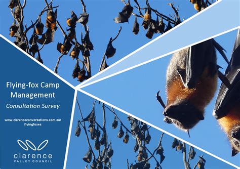What Are Your Views Regarding Flying Fox Camp Management Take Our
