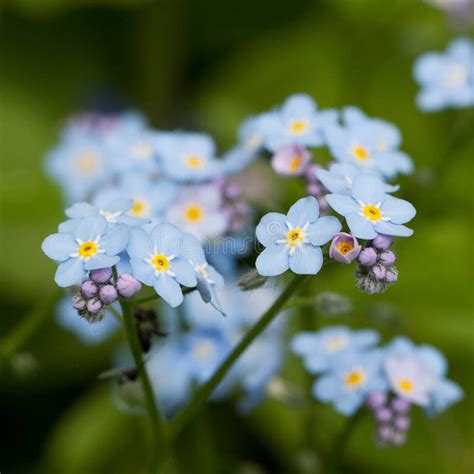 Flowers Blue Forget Me Nots Flowering In The Summer Forest Stock Photo