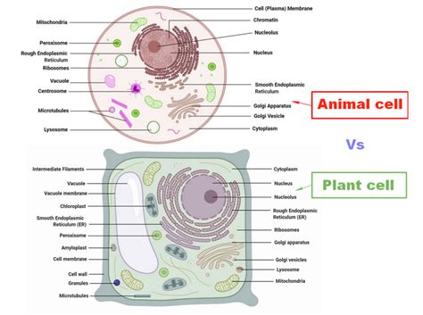 Prokaryotic cells are simple cells that lack nucleus and. Difference between Plant cell and Animal cell ...
