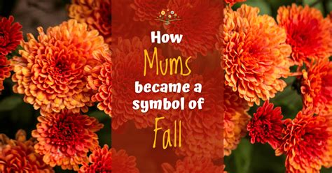 The Magnificent History Of Chrysanthemums Chippewa Valley Growers