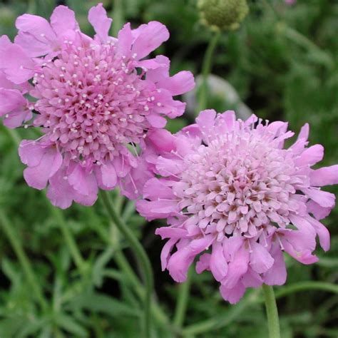 Scabiosa Columbaria Pink Mist Pincushion Flower From Sandys Plants