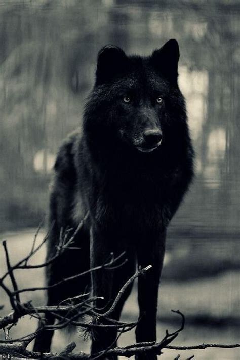 Black Wolf Wolf Hybrid Wolf Dog Black Wolf
