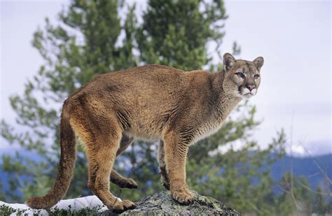 Mountain Lion Safety With Kids Jakes Nature Blog