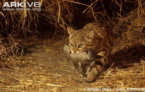 The Black Footed Cat Iz The Smallest African Wild Cat