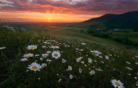 Sunrise Meadow Wallpapers 4k Hd Sunrise Meadow Backgrounds On