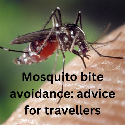 Mosquito Bite Avoidance Advice For Travellers Grimethorpe Surgery