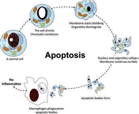 Apoptosis Definition Cell Apoptosis Pathway Steps And Apoptosis Inducer