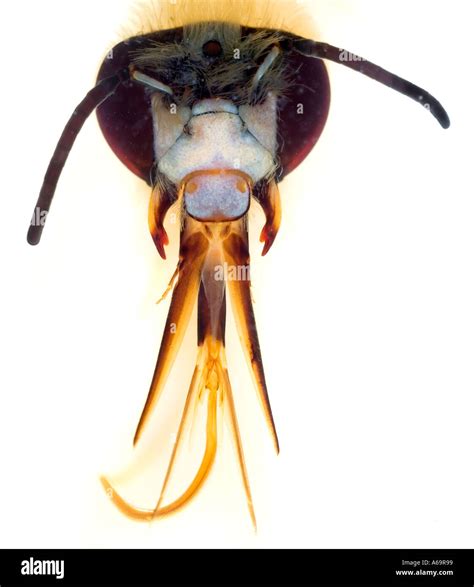 Bee Head Showing Mouth Parts Proboscis Mouthparts White Background