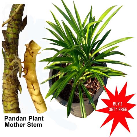 Pandan Plant Pandanus Amaryllifolius Pulao Plant 1 Mother Stem 7